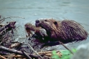 Beaver