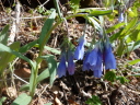 Bluebells close