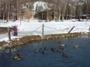 ducks in a pond